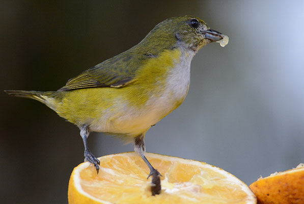 SCHWALBENORGANIST, YELLOW-THROATED EUPHONIA, EUPHONIA HIRUNDINACEA