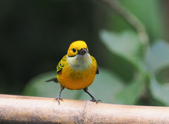 SILBERKEHLTANGARE, SILVER-THROATED TANAGER, TANGARA ICTEROCEPHALA