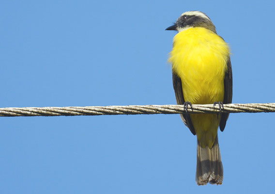 ROTKRONTYRANN, SOCIAL FLYCATCHER, MYIOZETETES SIMILIS