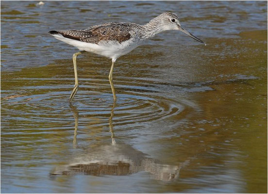 GRÜNSCHENKEL, GREENSHANK, TRINGA NEBULARIA