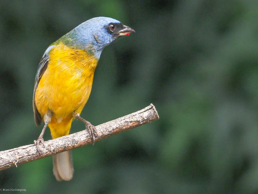 Schwarzstirntangare, Blue-and-yellow Tanager - Pipraeidea bonariensis