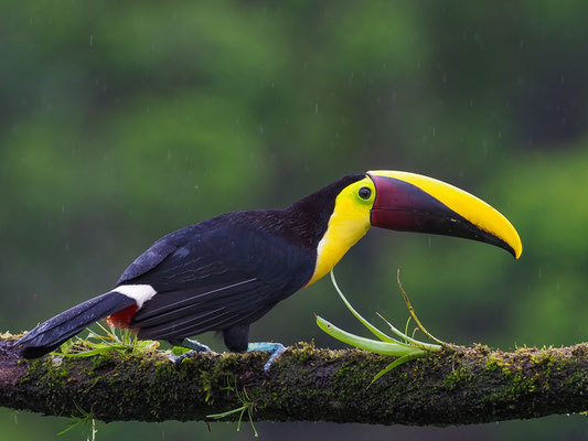 GOLDKEHLTUKAN (SWAINSONTUKAN), CHETNUT-MANDIBLED  TOUCAN,      RAMPHASTOS SWAINSONII 