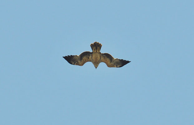 KAISERADLER, IMPERIAL EAGLE, AQUILA HELIACA