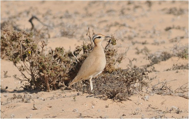 RENNVOGEL, CREAM-COLOURED COURSER, CURSORIUS CURSOR
