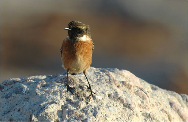 SCHWARZKEHLCHEN, STONECHAT, SAXICOLA TORQUATUS