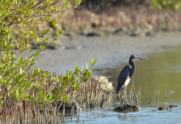 DREIFARBENREIHER, TRICOLORED HERON, EGRETTA TRICOLOR