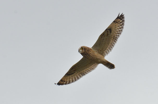 SUMPFOHREULE, SHORT-EARED OWL, ASIO FLAMMEUS
