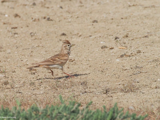 KURZZEHENLERCHE, SHORT-TOED LARK, CALANDRELLA BRACHYDACTYLA