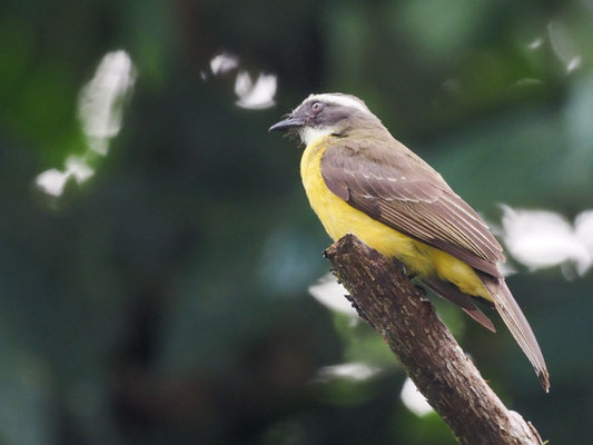 Liktormaskentyrann, Lesser Kiskadee - Pitangus lictor