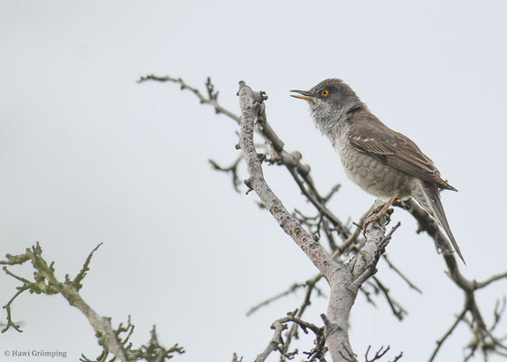 SPERBERGRASMÜCKE, BARRED WARBLER, SYLVIA NISORIA