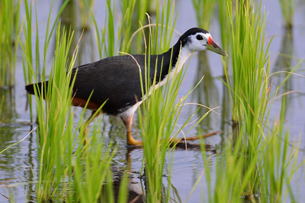 WEISSBRUST-KIELRALLE, WHITE-BREASTED WATERHEN, AMAURORNIS PHOENICURUS