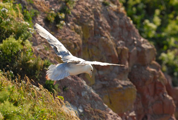 EISSTURMTAUCHER, FULMAR, FULMARUS GLACIALIS 