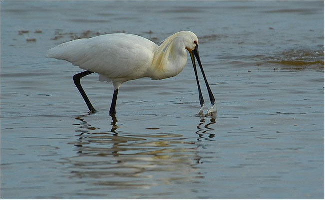 LÖFFLER, SPOONBILL, PLATALEA LEUCORODIA