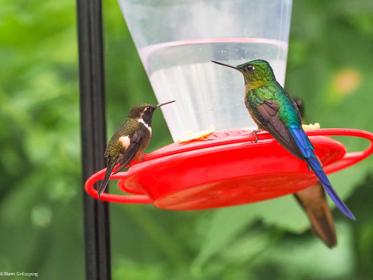 PURPURKEHL-STERNKOLIBRI, PURPLE-THROATED WOODSTAR - CALLIPHLOX MITCHELLII