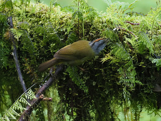 GOLDSCHEITELWALDSÄNGER, RUSSET-CROWNED WARBLER - MYIOTHLYPIS CORONATA