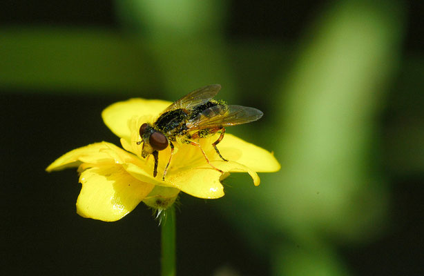 GESTREIFTE NASENSCHWEBFLIEGE, ANASIMYIA LINEATA