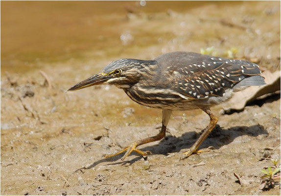 MANGROVENREIHER, STRIATED HERON, BUTORIDES STRIATUS