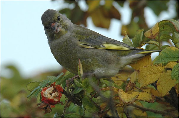GRÜNFINK, GREENFINCH, CHLORIS CHLORIS