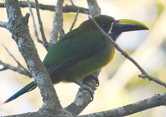 LAUCHARASSARI, EMERALD TOUCANET, AULACORHYNCHUS PRASINUS