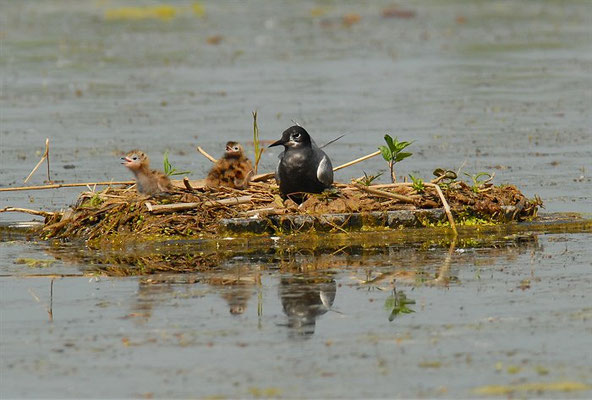 TRAUERSEESCHWALBE, BLACK TERN, CHLIDONIAS NIGER