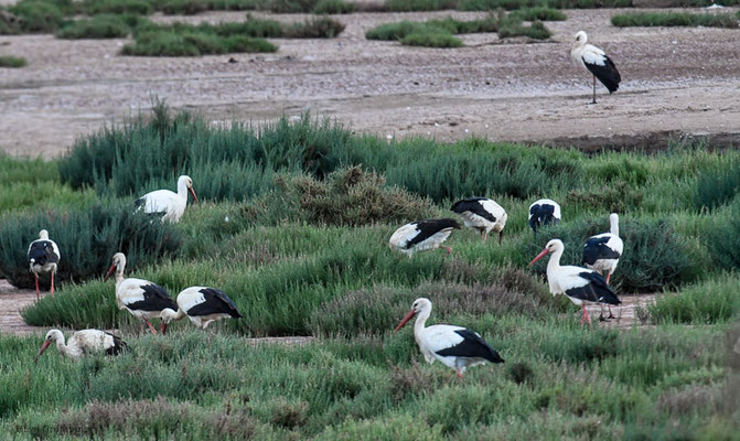 WEISSSTORCH, WHITE STORK,  CICONIA CICONIA