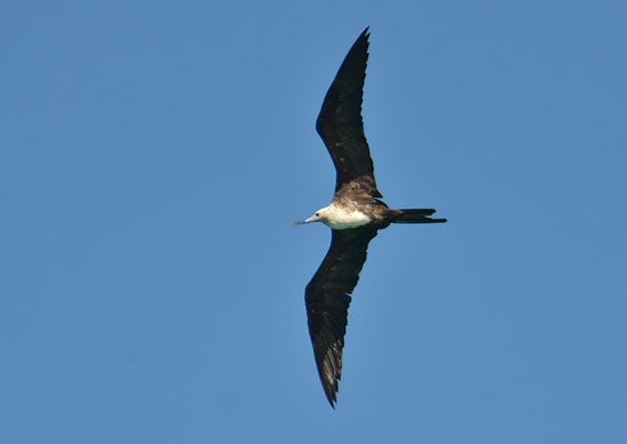 FREGATTVOGEL, MAGNIFICENT FRIGATEBIRD, FREGATA MAGNIFICENS