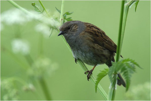 HECKENBRAUNELLE, DUNNOCK, PRUNELLA MODULARIS