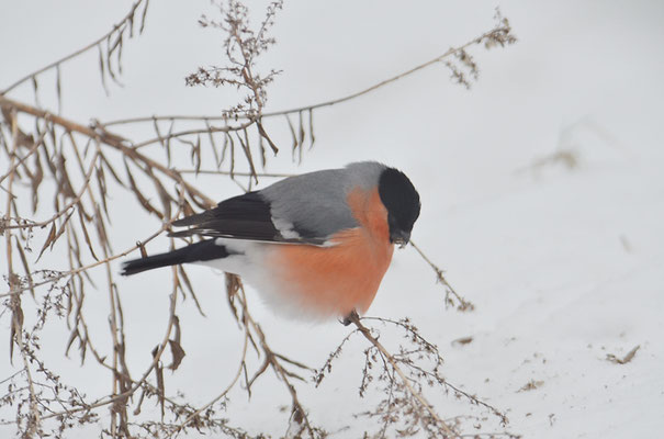 DOMPFAFF, BULLFINCH. PYRRHULA PYRRHULA