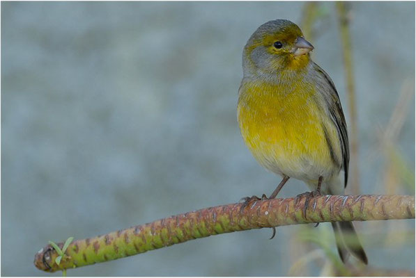 KANARENGIRLITZ, CANARY, SERINUS CANARIA