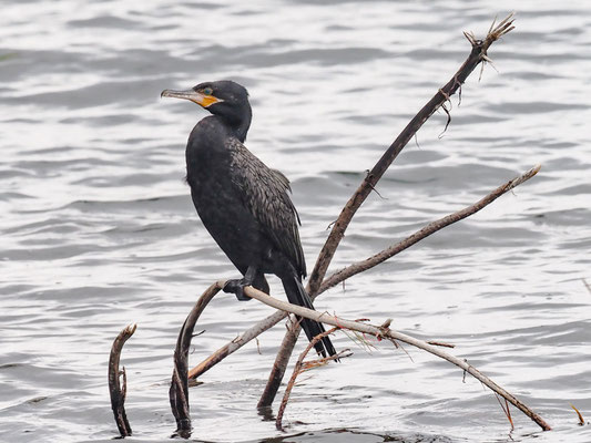 OLIVENSCHARBE, NEOTROPIC CORMORANT - PHALACROCORAX BRASILIANUS