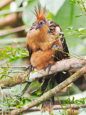Hoatzin, Hoatzin - Opisthocomus hoazin