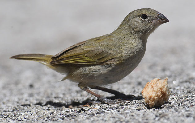 SCHWARZGESICHTCHEN, BLACK-FACED GRASSQUIT, TIARIS BICOLOR