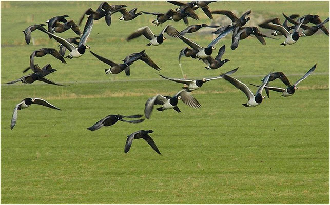 WEISSWANGENGANS, BARNACLE GOOSE, BRANTA LEUCOPSIS