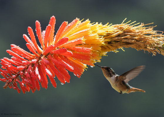 VULKANELFE, VULCANO HUMMINGBIRD, SELASPHORUS FLAMMULA