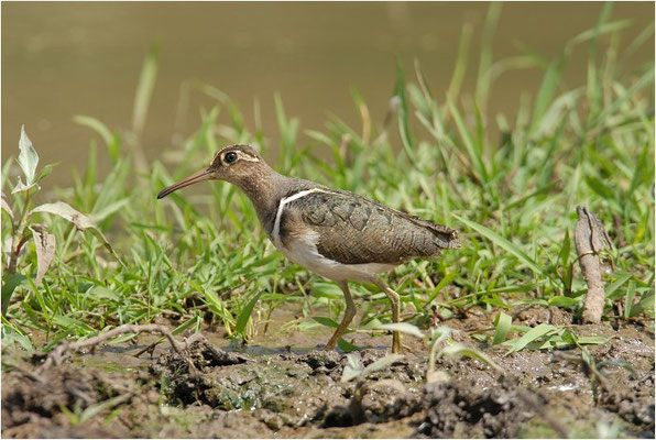 GOLDSCHNEPFE, GREATER PAINTED-SNIPE, ROSTRATULA BENGHALENSIS