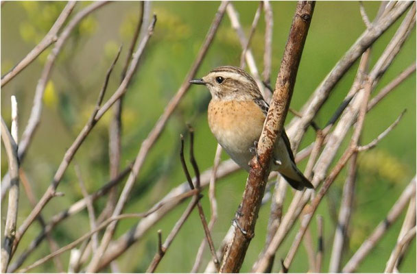 BRAUNKEHLCHEN, WHINCHAT, SAXICOLA RUBETRA
