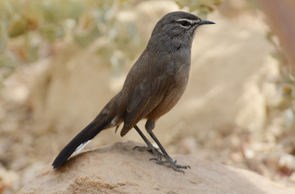 KARRUHECKENÄNGER, KAROO SCRUB ROBIN, CERCOTRICHAS CORYPHOEUS