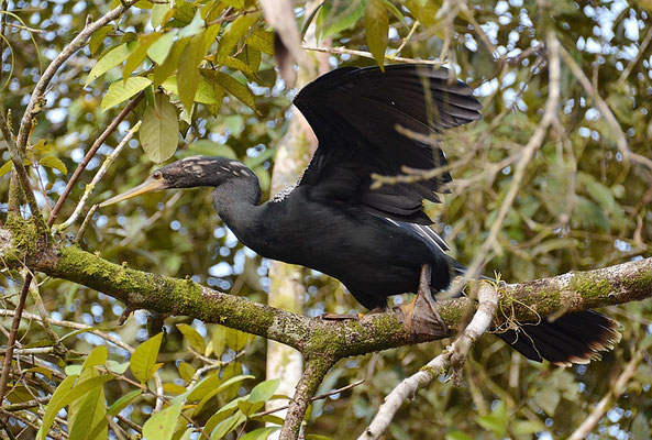 AMERIKANISCHER SCHLANGENHALSVOGEL, ANHINGA, ANHINGA ANHINGA