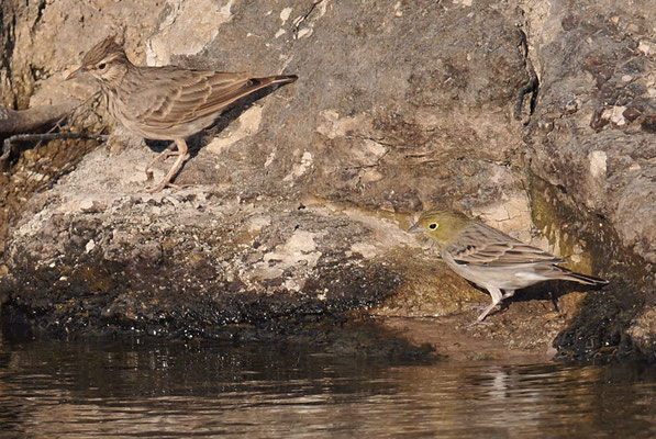 TÜRKENAMMER, CINEREOUS BUNTING, EMBERIZA CINERACEA