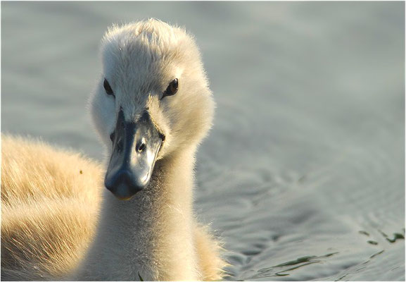 HÖCKERSCHWAN, MUTE SWAN, CYGNUS OLOR