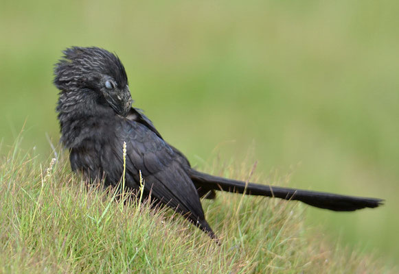 RIEFENSCHNABELANI, GROOVE-BILLED ANI, CROTOPHAGA SULCIROSTRIS 