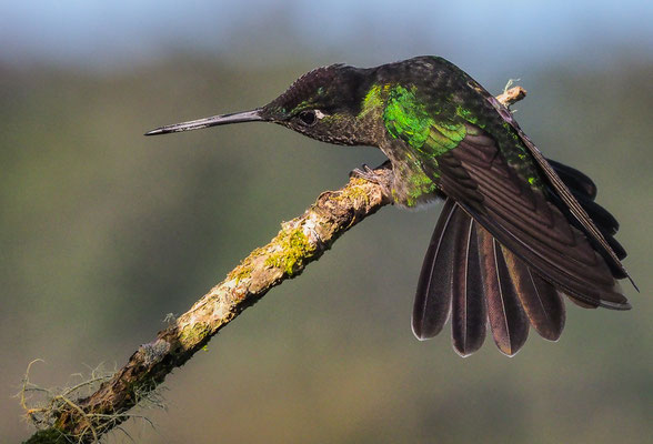 TALAMANCAKOLIBRI, ADMIRABLE HUMMINGBIRD, EUGENES SPECTABILIS