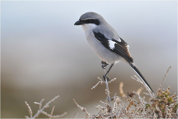 MITTELMEERRAUBWÜRGER, IBERIAN GREY SHRIKE, LANIUS MERIDIONALIS