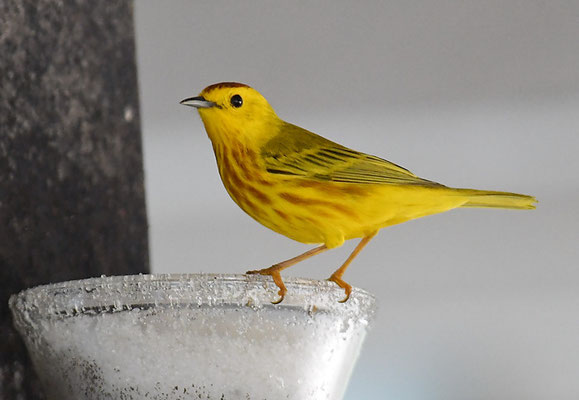 GOLDWALDSÄNGER, YELLOW WARBLER, DENDROICA PETECHIS RUFOPILEATA