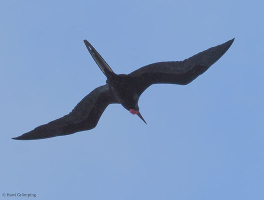 FREGATTVOGEL, MAGNIFICENT FRIGATEBIRD, FREGATA MAGNIFICENS