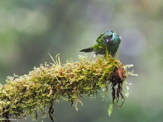 HEINE-TANGARE, BLACK-CAPPED TANAGER - TANGARA HEINEI