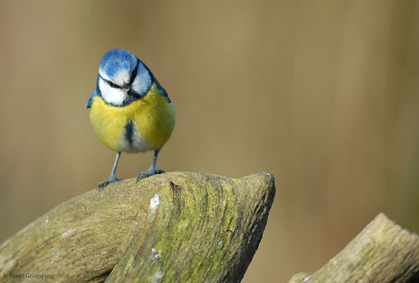 BLAUMEISE, BLUE TIT, CYANISTES CAERULEUS