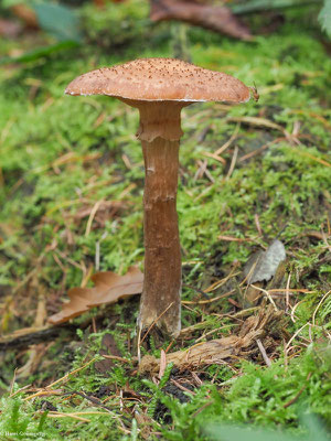 Dunkler Hallimasch - Armillaria ostoyae