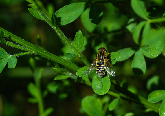 DUNKLE TEICHRANDSCHWEBFLIEGE, PARHELOPHILUS VERSICOLOR