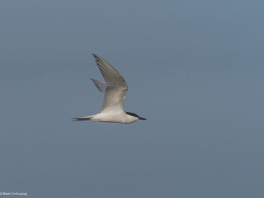 LACHSEESCHWALBE, GULL-BILLED TERN, GELOCHELIDON NILOTICA